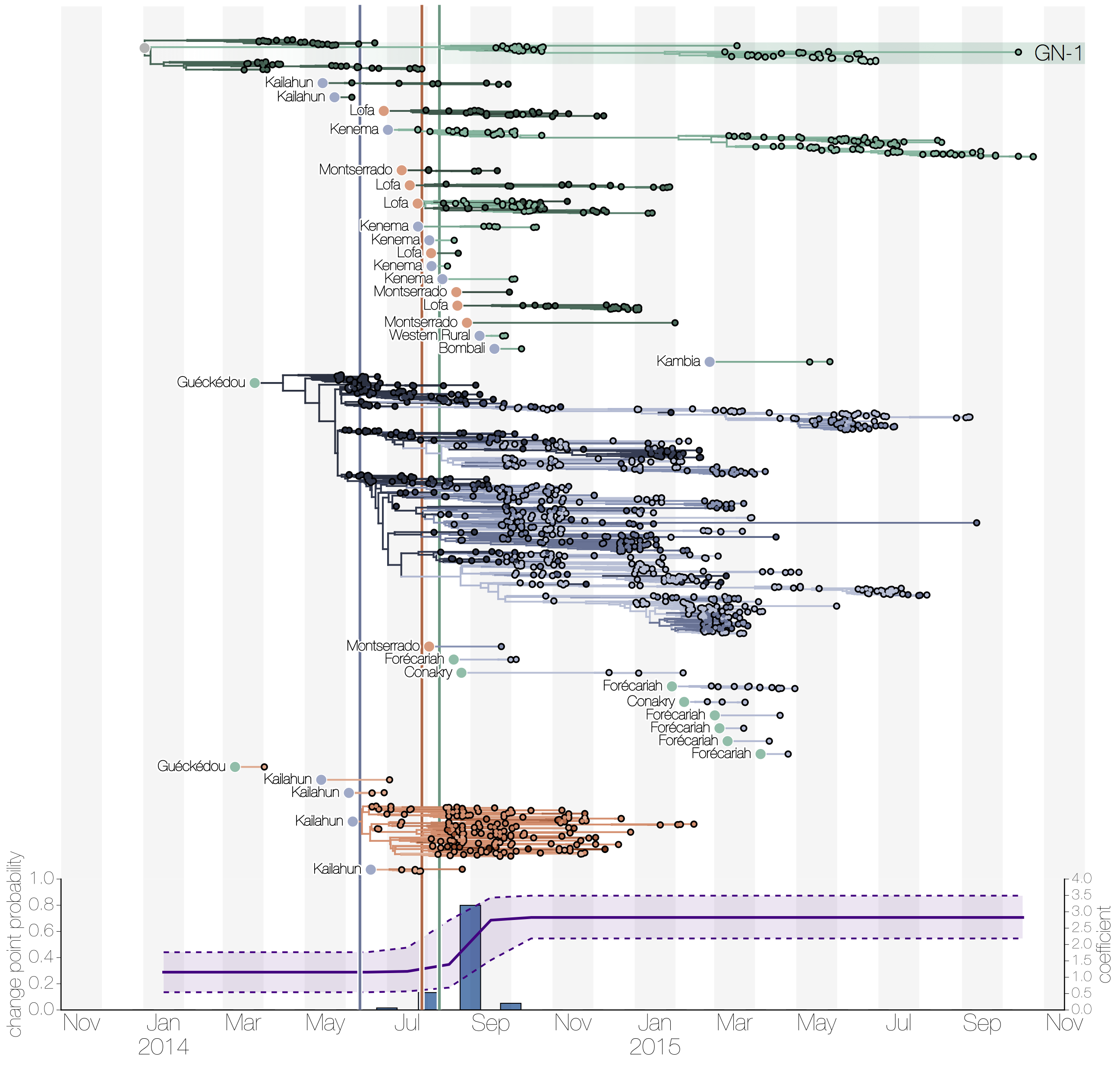 Phylogeny of all Ebola virus genomes from the 2014 West African epidemic split into continuous periods of evolution at country level (green is Guinea, blue is Sierra Leone, red is Liberia) [@ref7]. The lineage marked GN-1 (at the top) had been detected by three separate groups sequencing in Guinea at different times and appeared rare or on the verge of extinction each time. The long persistence of an apparently rare and geographically confined lineage is unusual, so retrospective sequence data could be very illuminating here. Copyright © 2017, Macmillan Publishers Limited, part of Springer Nature. All rights reserved.