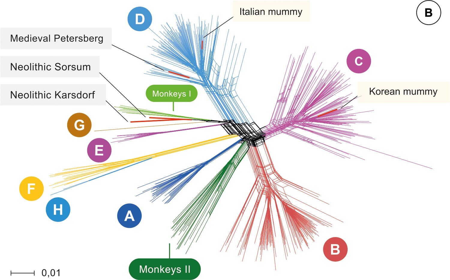 Phylogenetic network of hepatitis B virus sequences from Krause–Kyora and colleagues [@ref6]. Copyright © 2018, Krause–Kyora et al.