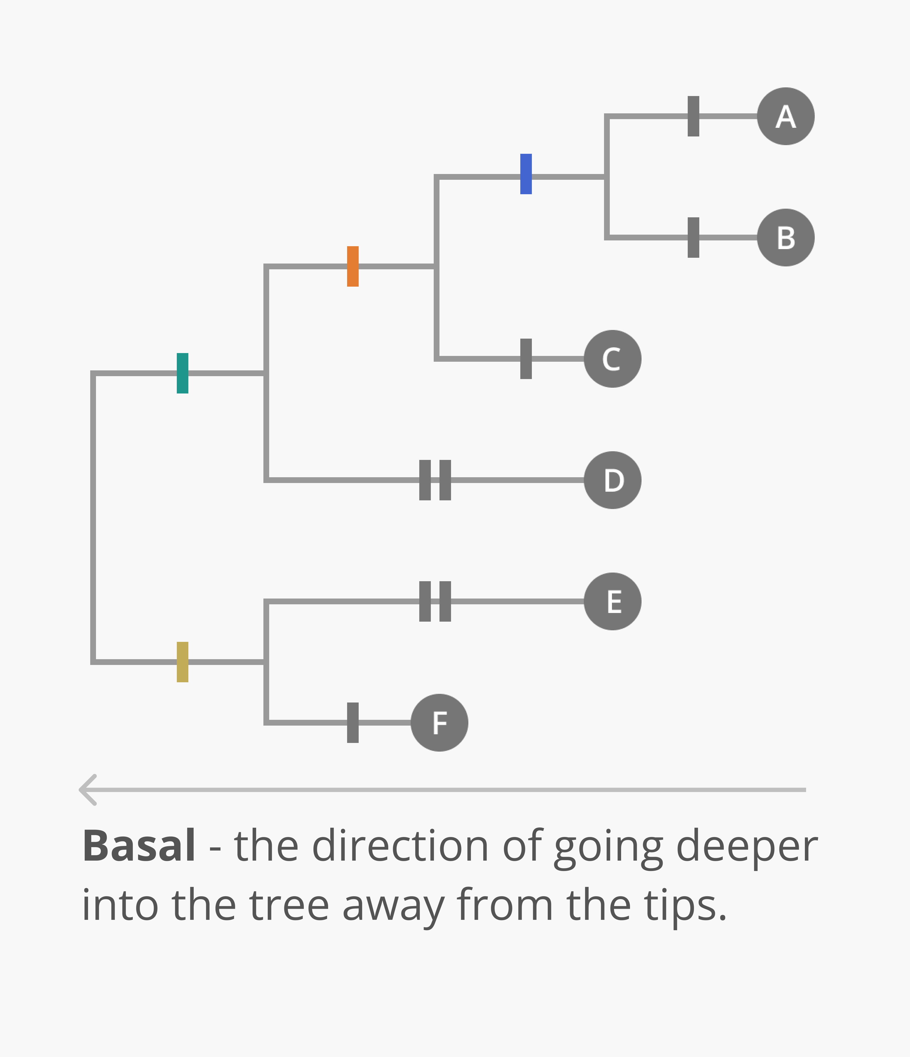 A hypothetical phylogenetic tree showing directionality. When we refer to a node being more basal within the tree, we mean deeper in the tree, closer to the root. The root is the most basal internal node in the tree. This phylogenetic tree is rectangular and oriented left-to-right. This means that the left-most internal node is the most basal, and the root, and that evolution proceeds forward from that node, moving from left-to-right.