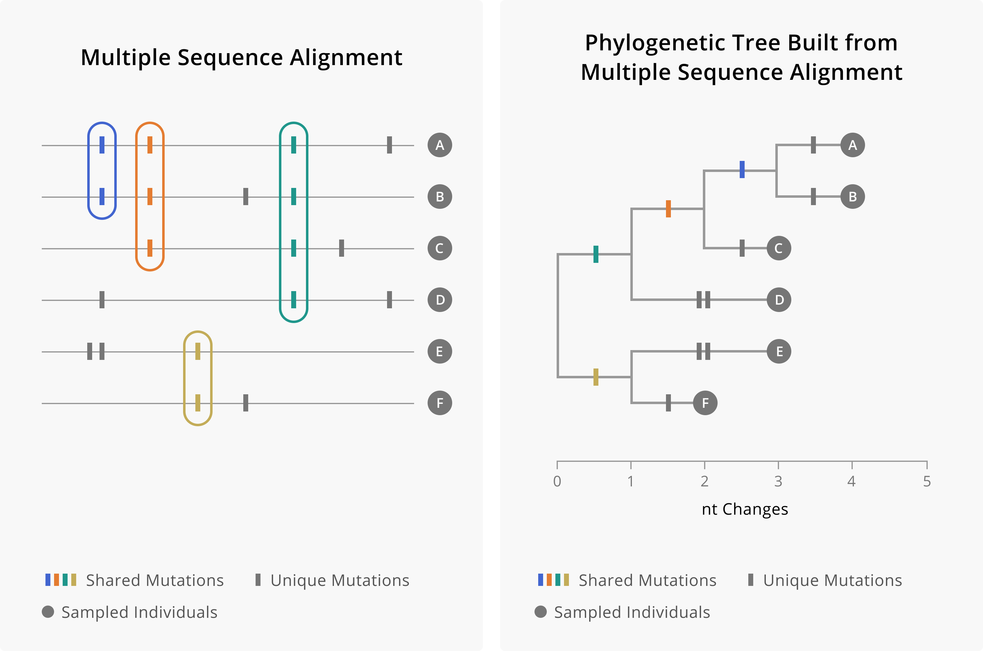 On the left is a theoretical multiple sequence alignment of genomes A through F. Shared and unique mutations are found in multiple samples. We use this pattern of shared and unique mutations to build the phylogenetic tree, which hierarchically clusters tips according to which mutations they share. Mutations occur along branches, such that tips that descend from a branch will share that mutation. When mutations are shared by more samples, then those mutations would have occurred more deeply in the tree. Mutations that are unique to samples occur on external branches, whose only descendent is the sampled tip.