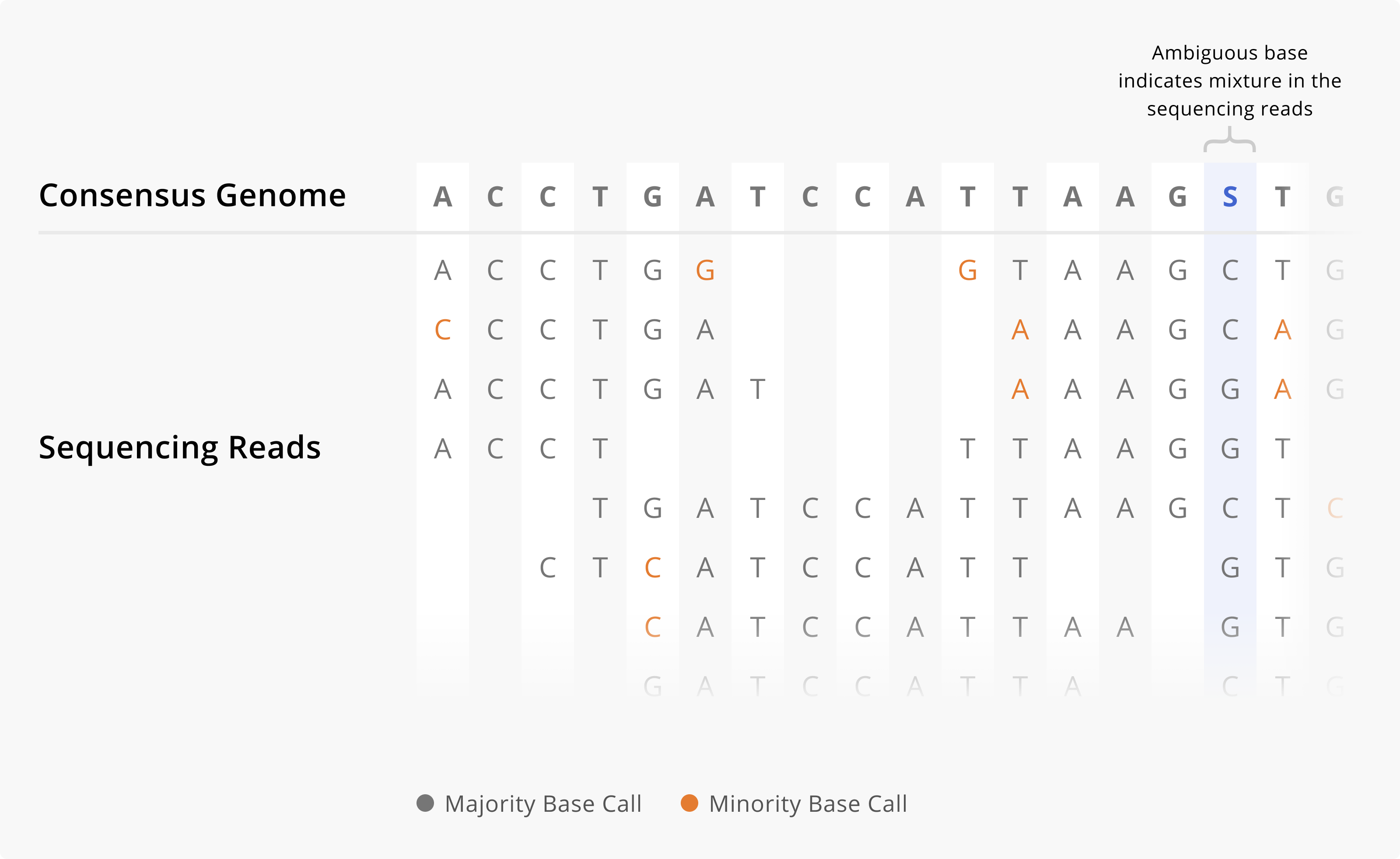 This plot provides an example of how a consensus genome is called given sequencing read data. Multiple short sequencing reads are stacked together according to which portion of the genome they cover. The consensus genome nucleotide call is typically the most common base observed at a site across all of the sequencing reads. When different sequencing reads support different nucleotide calls at a specific site, we can assign an ambiguity code within the consensus genome to capture that mixture.