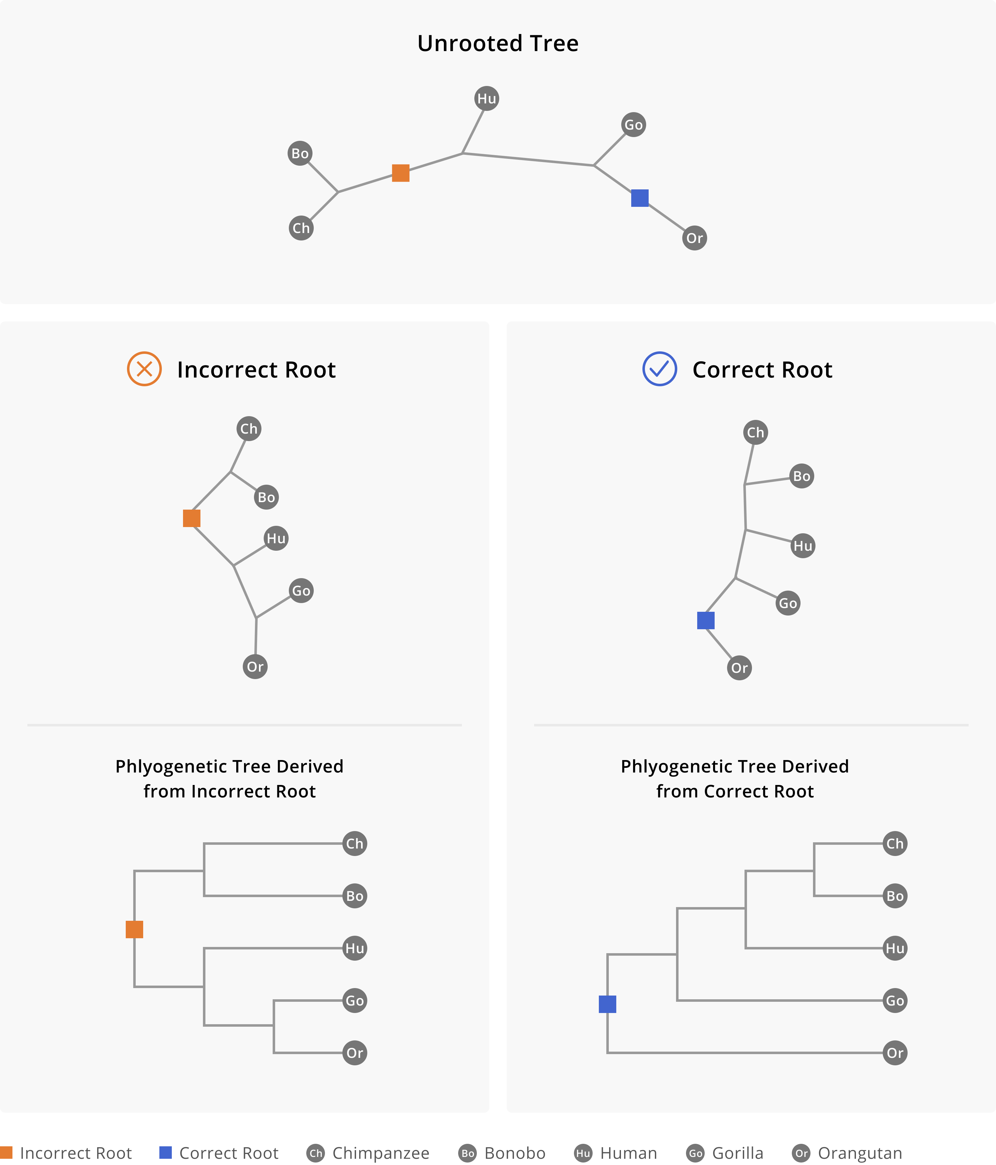 Rooting the phylogenetic tree of great apes. At the top, we see the unrooted phylogeny, as well as two possible places we might place the root, one of which is correct and the other is incorrect. In selecting the root, we describe a pattern of evolutionary descent out from the root. When the incorrect root is selected, on one side of the split we have chimpanzees and bonobos. On the other side of the split we have humans, gorillas, and orangutans. This does not match our understanding of evolutionary relationships between humans and great apes, and thus this particular split should alert us that the tree is incorrectly rooted. However, when the correct root is selected, as shown on the right hand side, we see a pattern of descent in which orangutans are on one side of the split, and chimpanzees, bonobos, humans, and gorillas are on the other side of the split. Chimpanzees and bonobos are most closely related to each other, followed by humans, then by gorillas.