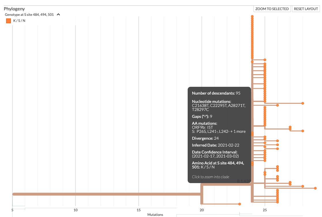 Screenshot of a Nextstrain build showing an early-branching sample (bottom) from Lithuania. This early branching sample had only some of the mutations found in B.1.620, implying that it diverged from a lineage that eventually gave rise to B.1.620, an impossibility considering all the evidence pointing to Central Africa as the region from which B.1.620 reached Europe. This sample was later identified as an incorrectly assembled genome from a co-infection case with B.1.177.60 and B.1.620 lineages.