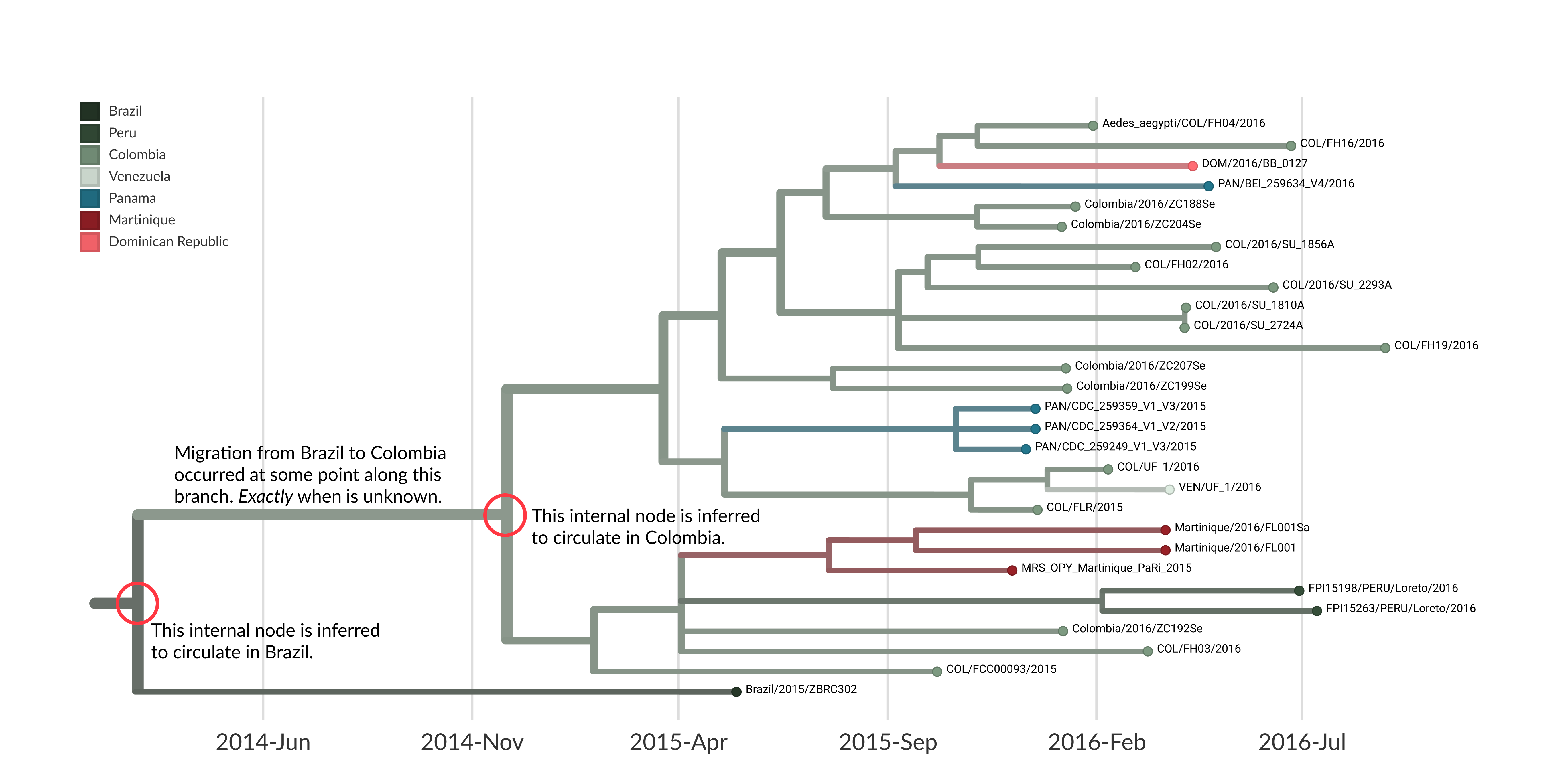 A zoomed in view of the larger Colombian clade of Zika virus within the same tree that we have been using during this case study. We have annotated two internal nodes: the most basal internal node that we infer circulated in Colombia, and then the direct parent node which we infer circulated in Brazil. This gives us a time range: on one side we have an idea of when Zika virus was likely still circulating in Brazil, and on the other end we have an idea of when Zika was likely circulating in Colombia. Therefore, the movement event from Brazil to Colombia occurred sometime between those two bounds, but we do not know exactly when. Notably, there is uncertainty on the dates for both internal nodes, which in Nextstrain are given as 95% confidence intervals around the inferred date. Capturing this uncertainty is important, since the molecular clock is an average rate that can change depending on the dataset, and the inferred dates on internal nodes can also change given the inclusion of more or less data.