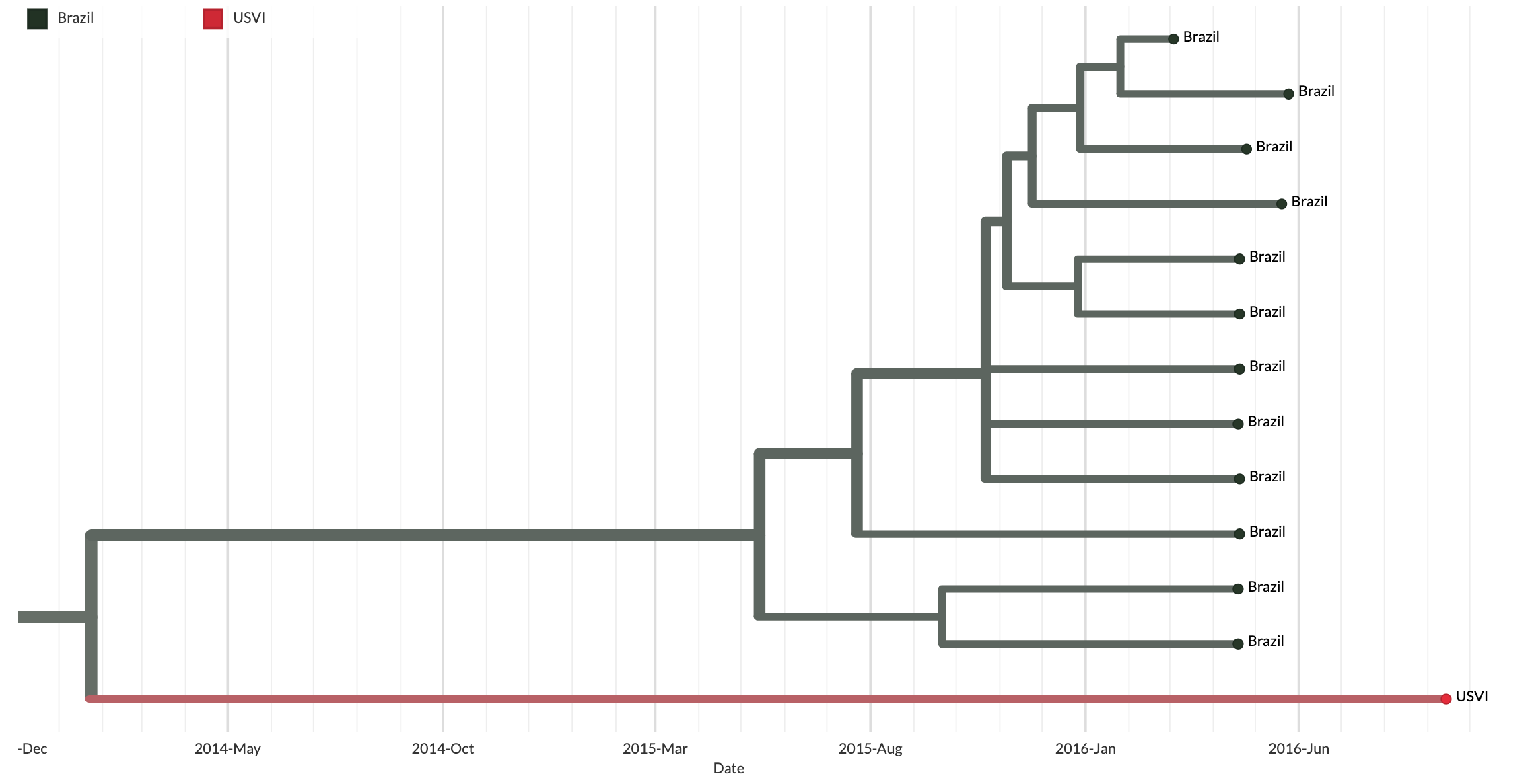 This figure shows a clade grouping multiple sequences sampled from Brazil (dark green), and one sequence sampled from the United States Virgin Islands (USVI) (pink). Note that close to two years of transmission separates the most basal ancestral node of this clade (which we infer circulated in Brazil) from when a descendant virus was sampled in the USVI. It is highly unlikely that this is a direct migration from Brazil to the USVI. Rather, this finding likely occurs due to lack of genomic sampling of the epidemic as this lineage moved from Brazil through other countries before ending up in the USVI. Since we have no genomic sampling of that intervening transmission, we cannot see it in the tree, and we end up with a very, very long branch leading to an infection sampled in the USVI.