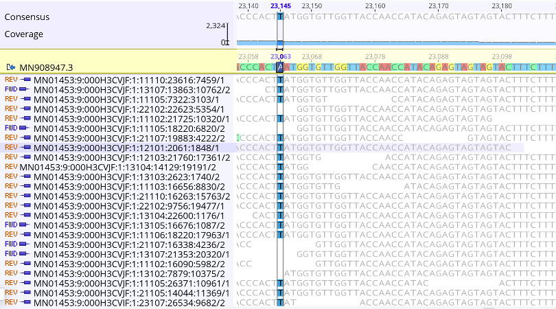 A zoomed in picture of site 23063 in the nucleotide sequence, where the reference sequence has an A and the sequencing reads show that this infection has a T at this site. The A23063T mutation in the nucleotide sequence corresponds to an N501Y substitution in Spike protein, which is one of multiple lineage-defining mutations for B.1.1.7. At this site there are 390 distinct, high quality sequencing reads that support this call. Furthermore, both forward (FWD) and reverse (REV) reads detect this nucleotide, further demonstrating that this call is real.