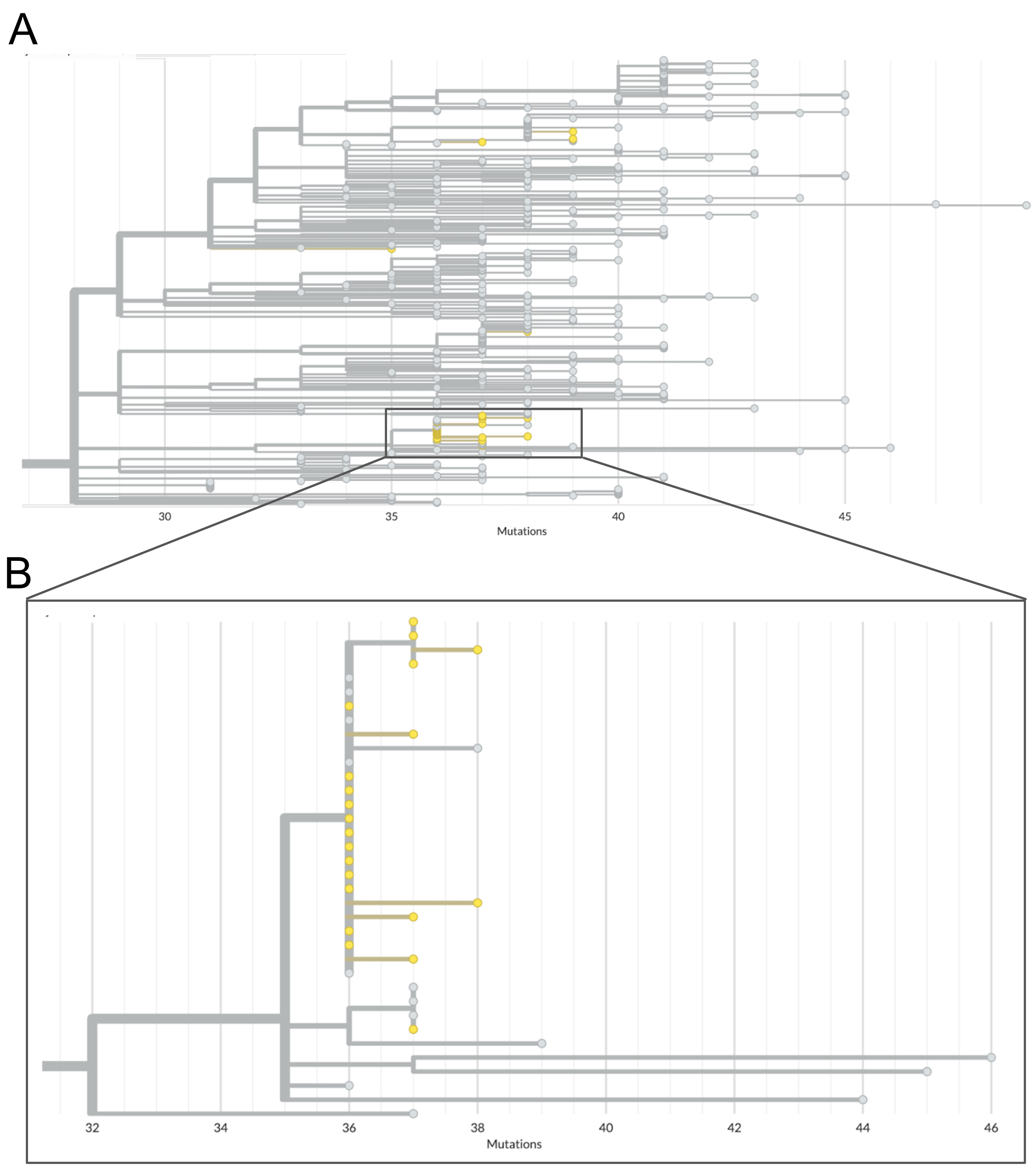 Phylogenetic tree of jail sequences and representatively-sampled contextual sequences. (A) The top panel of this figure shows the clade within which all jail sequences group with other contextual sequences. Contextual sequences are shown in grey while jail sequences are coloured yellow. In this view, you can see the broad distribution of some jail sequences across the entire clade, as well as one cluster of jail sequences that appear closely genetically related. (B) A zoomed-in view of the clade which clusters many jail sequences together. Many of the jail sequences within this cluster have identical genome sequences, and therefore appear stacked vertically along the root node of the outbreak clade. We see other jail sequences within this cluster that appear to have one or two additional nucleotide mutations.