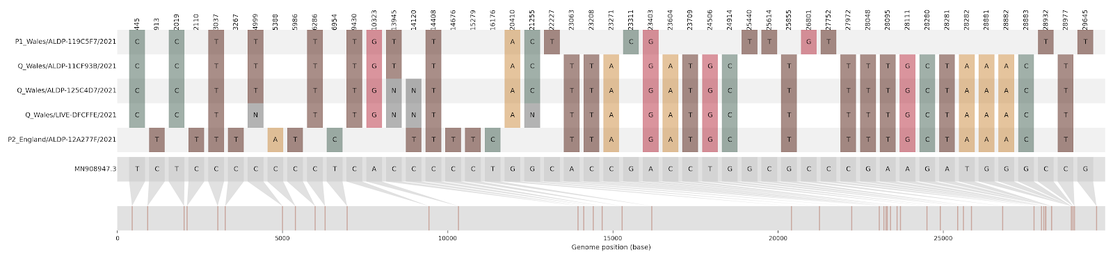 This condensed alignment shows mutations in the SARS-CoV-2 genome compared to the Wuhan-Hu-1 reference strain (shown in grey at the bottom, with mutation positions mapped below). The first and fifth sequences in the alignment (P1 Wales, and P2 England) are the non-recombinant “parent” sequences, while sequences two, three, and four (all Q Wales) represent the putative recombinant sequences. The P1 Wales virus is assigned Pango lineage B.1.177 and the P2 England virus is B.1.1.7. Looking at the alignment, you can see that the Q Wales sequences have SNPs characteristic of the B.1.177 virus in the first portion of the alignment, and then SNPs characteristic of B.1.1.7 in the latter portion of the alignment. The shift in which parent the Q Wales sequences look like, aka the recombination breakpoint, occurs between site 21255 and site 22227.