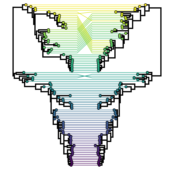 A traditional tanglegram. Tips belonging to the same genome are connected between a pair of trees inferred from different segments, in this case PB1 and PB2 segments of human influenza B viruses. For the most part the two trees resemble each other closely with the exception of a clade (yellow–green) at the top that has reassorted in the right tree with respect to the left.