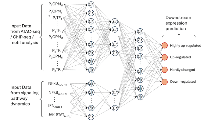 Neural network analysis for RNA-seq/proteomics prediction using multifaceted data