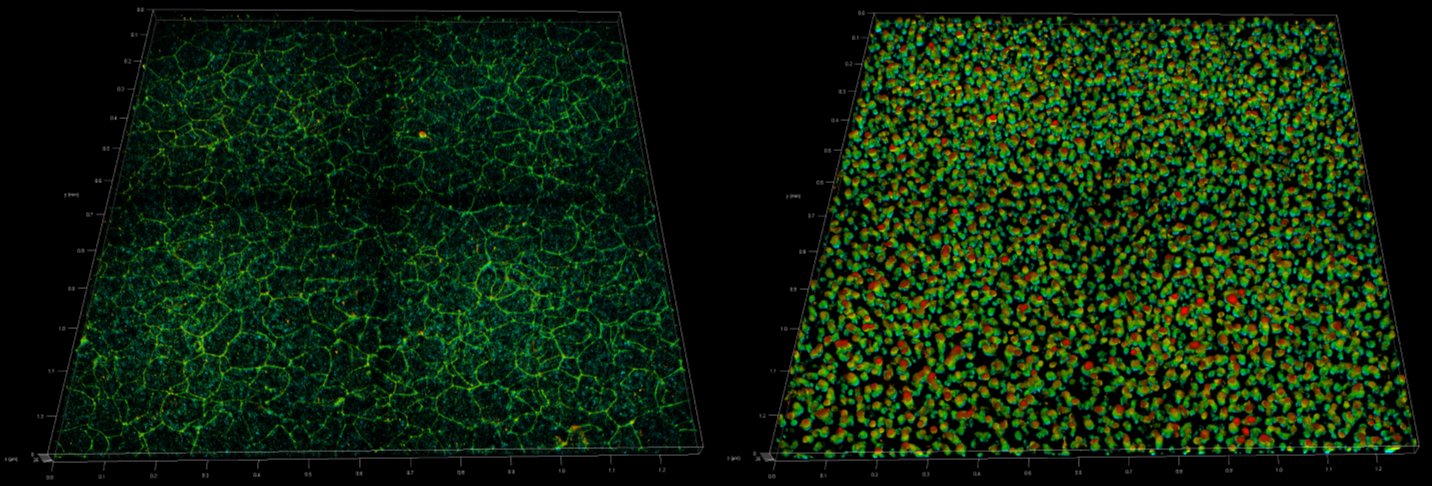 3D rendering of tight junctions and nuclei in whole mount human skin equivalent epidermis