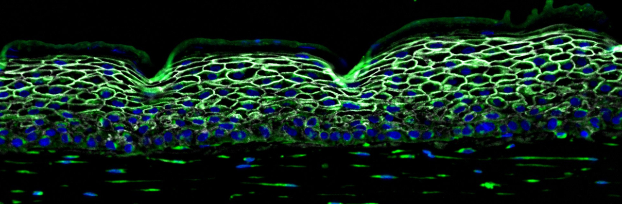 Stained cross section of a human skin tissue model