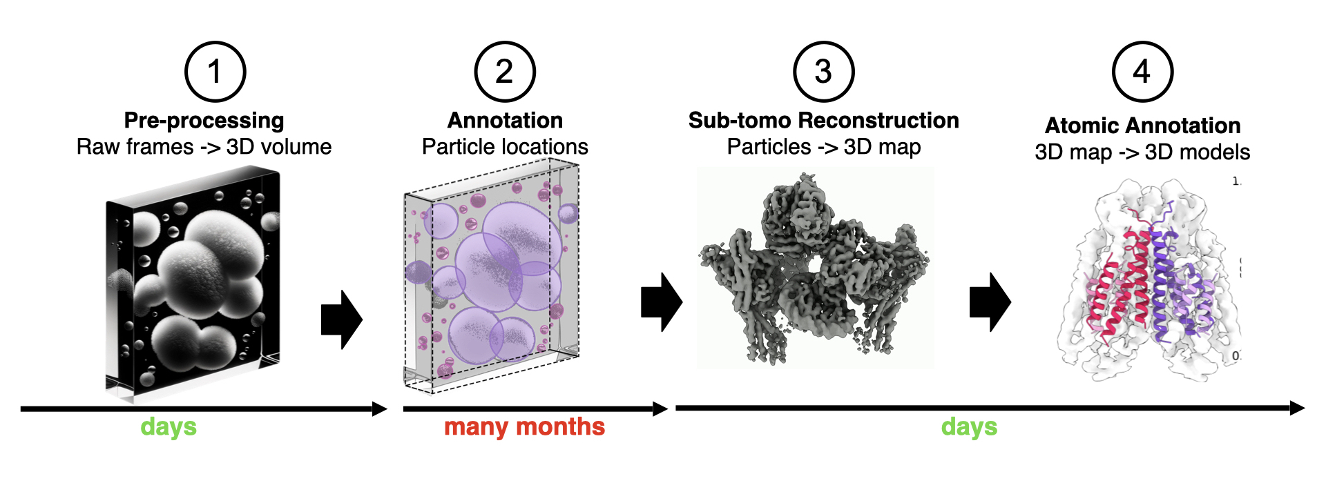 Pipeline from acquisition to creating 3D models from cryoET tomograms