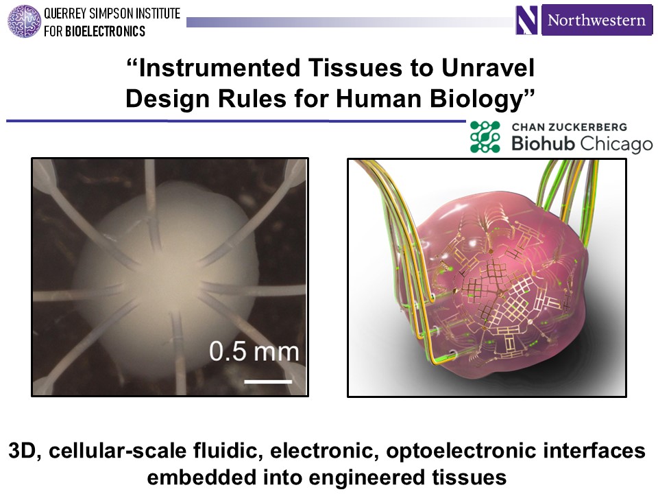 Instrumented tissues to unravel design rules for human biology