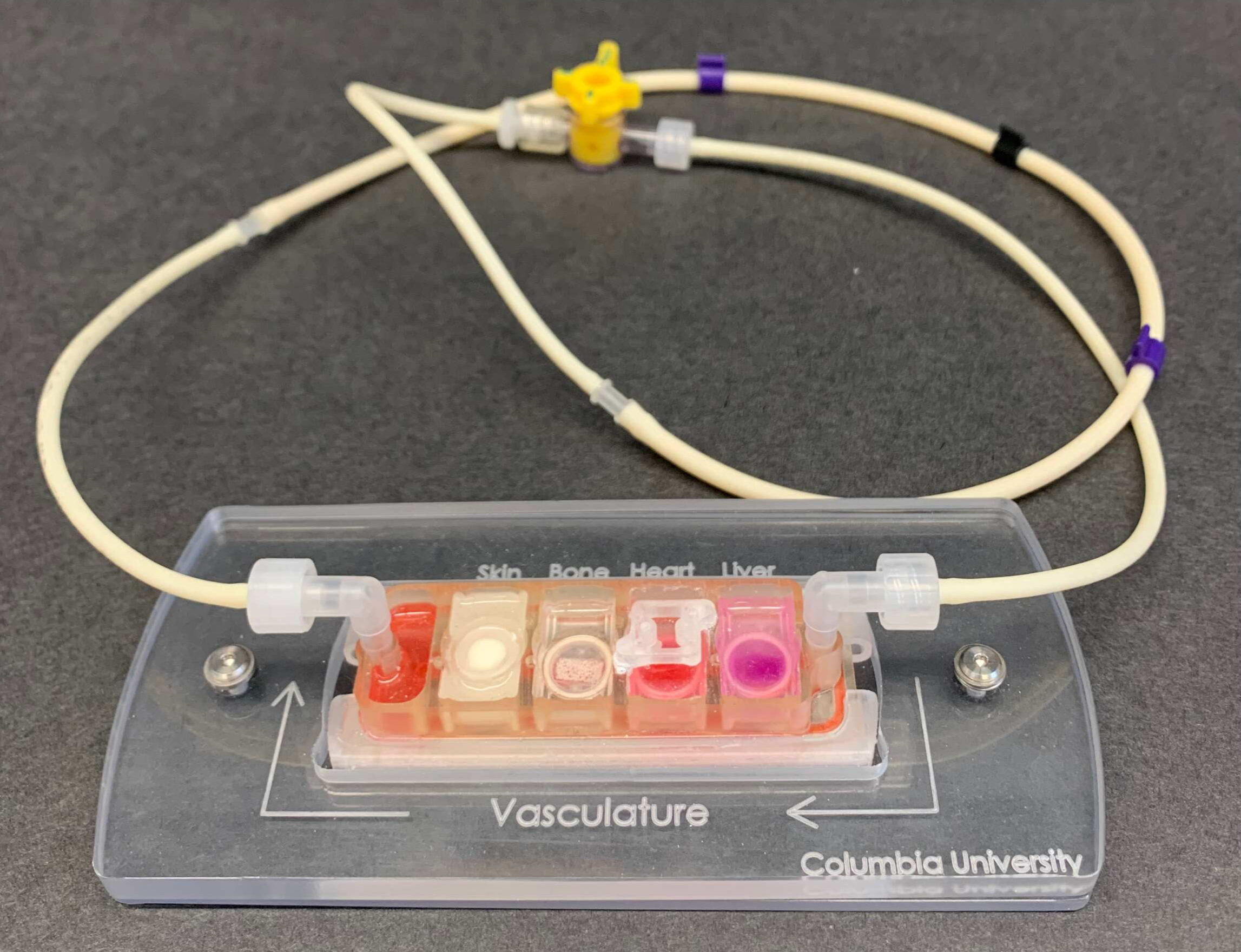 A small, clear plastic device has sections labeled skin, bone, heart, and liver. A tube connects either end of the device.