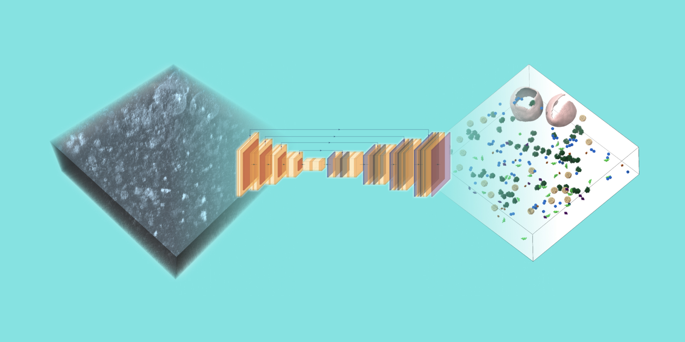 Visualization of how analysis of tomograms can provide insights into cell structure and function.