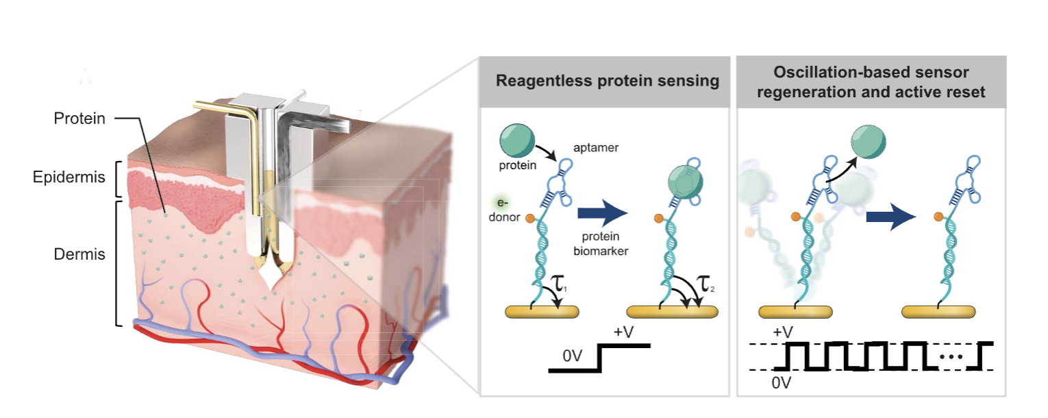 Schematic of implantable sensor for continuous monitoring of proteins