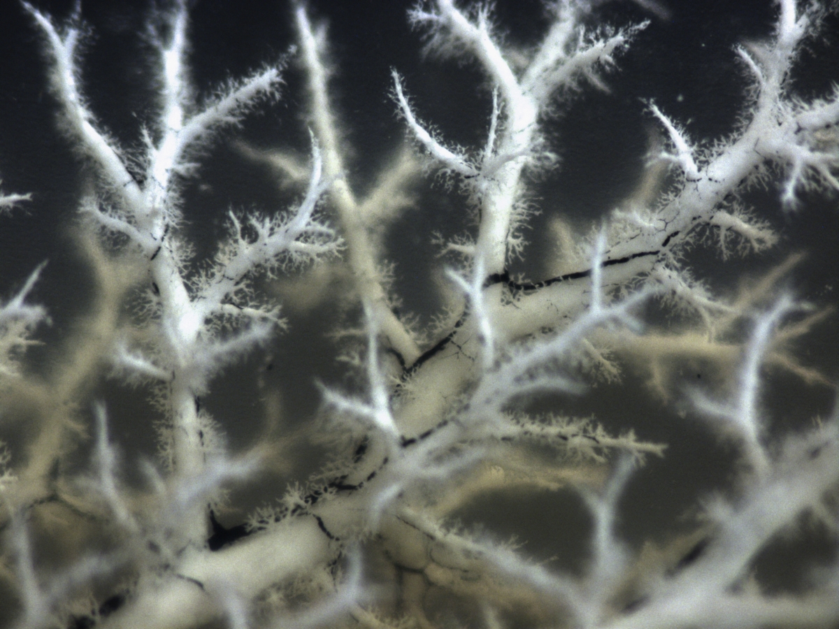 Greyish white root-like lines reaching upward.