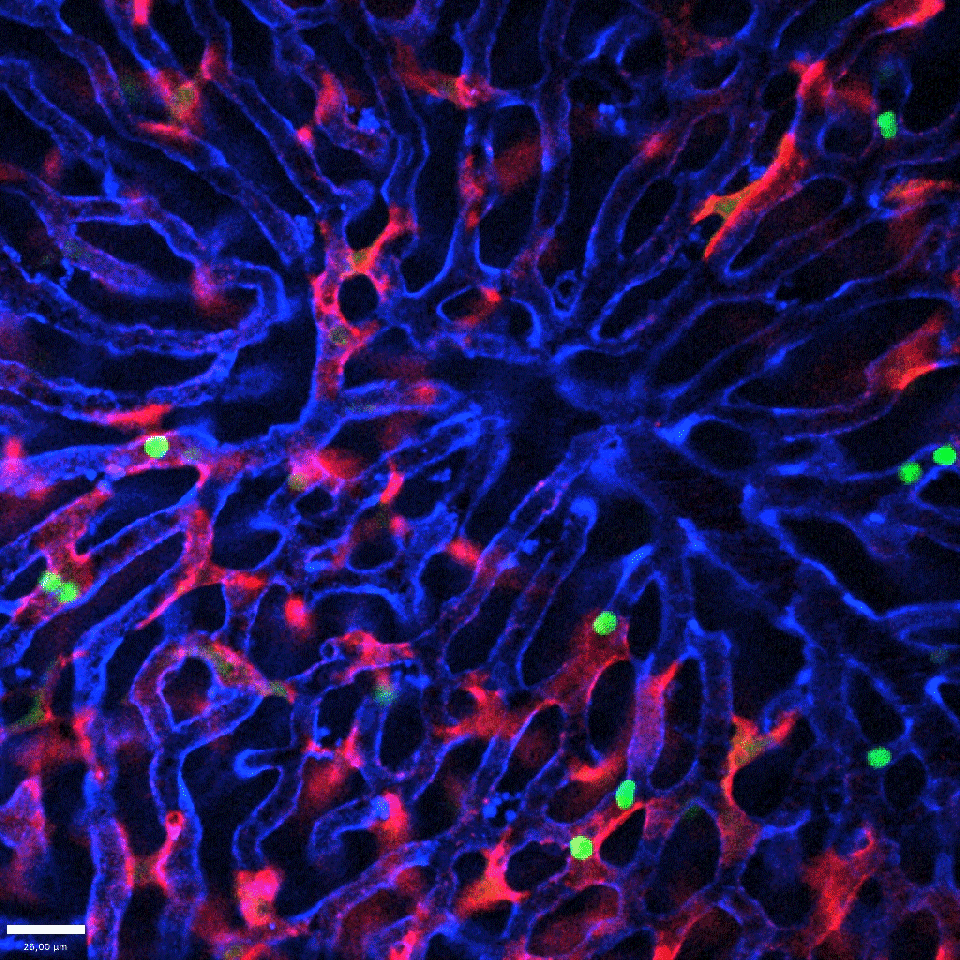A clip of blue and red brands with sparse bright green dots that occasionally move.